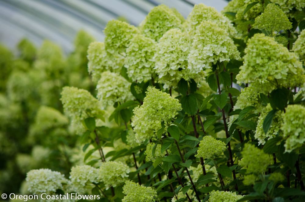 8.02.20 Limelight Hydrangea grown on the Oregon Coast