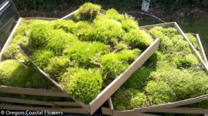 Green Moss from Oregon's Forests' harvested sustainably