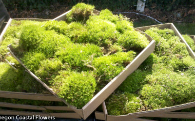 Green Moss from Oregon’s Forests’ harvested sustainably