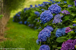 Fresh Periwinkle Hydrangeas