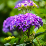 Fresh Purple Hydrangea Flowers