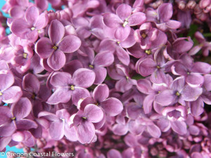 Fragrant, Purple and Lavender, Local Lilac