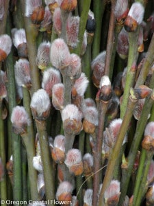 1.27.20 Pussy Willow, Contorted Filbert, Red Dogwood, & Fantail Willow