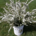 Fresh White Spirea for Your Wedding