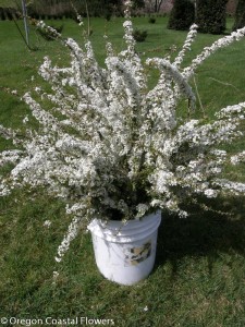 3.28.19 Spirea Specialty Cut Flowers available early spring wholesale from Oregon Coastal Flowers