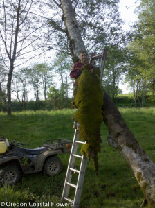 Giant Moss Clump