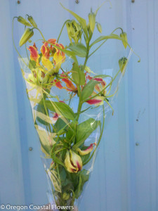 Gloriosa Lily Bulbs