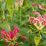 Gloriosa Lily Flowers