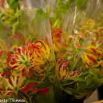 Gloriosa Lily Flowers on a Vine