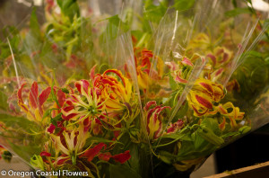 American Grown Gloriosa Lilies