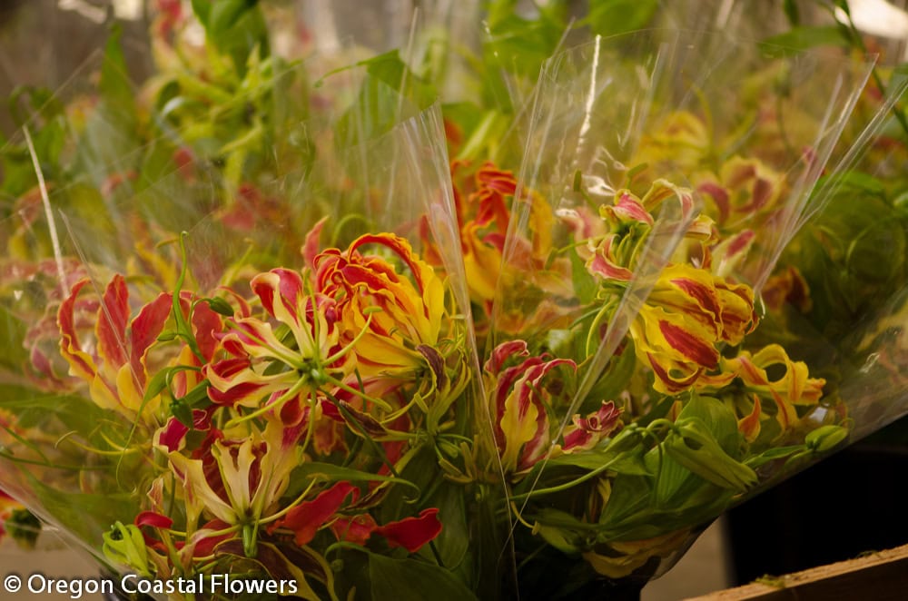 Gloriosa Lily Flowers on a Vine