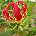 Gloriosa Lily National Flower of Zimbabwe