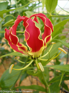 Long Stemmed Gloriosa Lily Flowers on a Vine 7.03.17