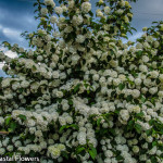 Gorgeous White Popcorn Viburnum