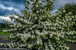 Popcorn Viburnum & other Specialty Viburnum Flower Wholesale 4.23.18