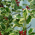 Green and White Holly Branches with Red Berries