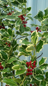 12.02.20 Green & Varigated Holly Christmas Branches Wholesale