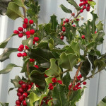 Green Holly Branches