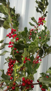 Green Holly with Red Berries