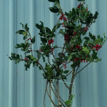 Green Holly Branches with Red Berries