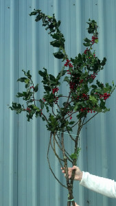 Green Holly Branches with Red Berries