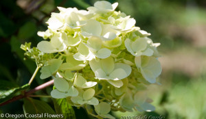 Green Limelight Hydrangea Flowers