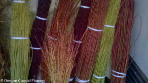 10.22.22 Red Dogwood Sticks