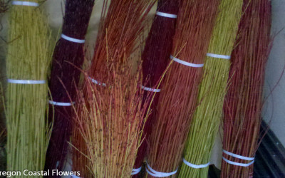 10.22.22 Red Dogwood Sticks