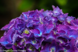 7.16.18 Vivid, Dark Purple Hydrangea Weddings