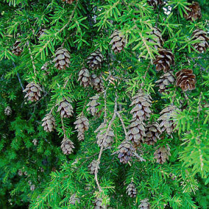 Holiday Greens with Cones
