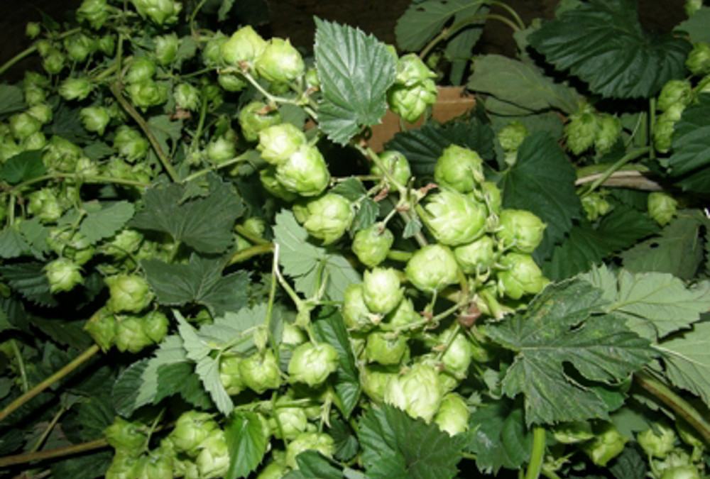 Fresh Hop Vine Garland