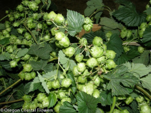 Hop Vine Garland 18' long 7.24.18