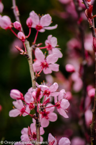 Prunus Blooming Branches 3.12.18