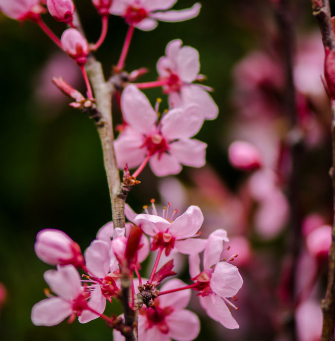 Hot Pink Blooming Prunus Branches