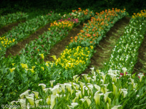 Huge Variety of Fresh Calla Lily Flowers