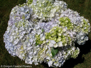 Immature White Hydrangea