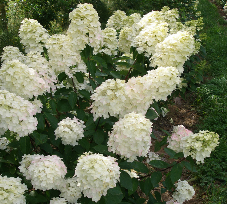 Ivory Pee Gee Hydrangea Wedding Flowers