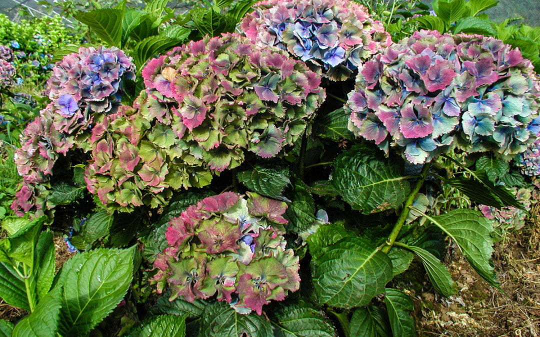 Jewel Tone Antique Hydrangea Flowers