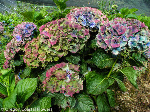 8.01.21 World Famous Antique Hydrangeas