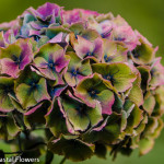 Jumbo Antique Hydrangea Flowers