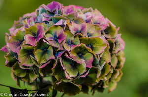 9.10.20 Antique Hydrangeas Wholesale World Famous Antique Hydrangea from Oregon Coastal Flowers