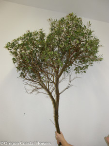 Manzanita Branches from the Oregon Coast.