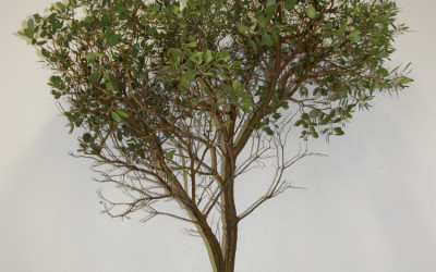 Manzanita Branches from the Oregon Coast.