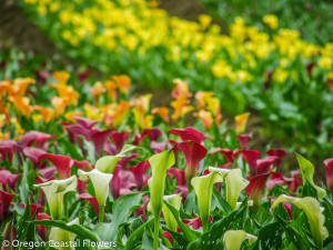 American Grown Calla Lilies
