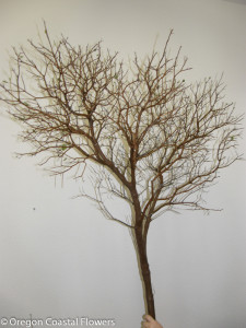 Manzanita Branches, with leaves, leafless, sandblasted