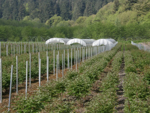 Locally Farmed Oregon Peony Flowers