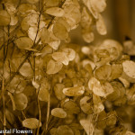 Lunaria Branches