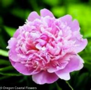 Medium Pink Peony Wedding Flowers