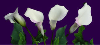 mini white calla lily