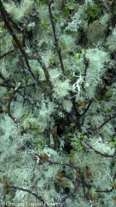 Grandma's Apple Tree Mossy Branches